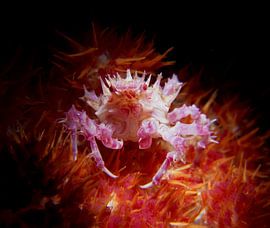 Candy crab, Tulamben, Bali, Indonesia by Aniek Stevense