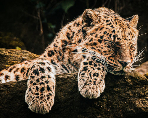 Amur-Panther in Ruhe