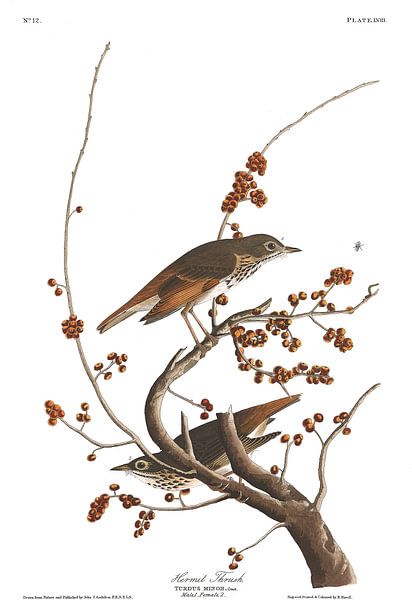 Gelbbrustwaldsänger von Birds of America