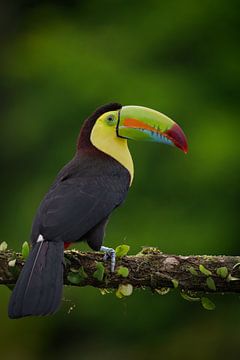 Keel-billed Toucan