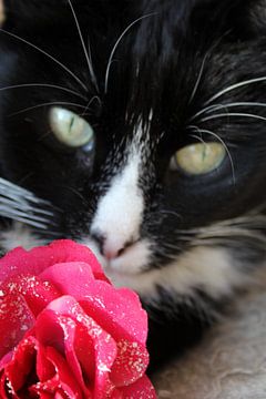 Kat met roos. van Marianne van der Bent