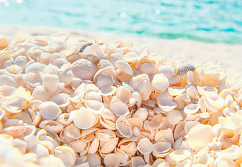 Shell Beach an der Shark Bay, Western Australia
