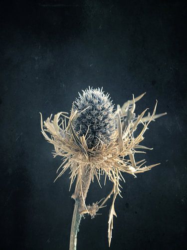 Gedroogde distel