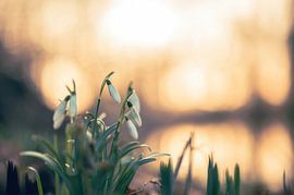 flowers part 358 by Tania Perneel