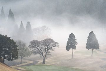 Bomen in de mist