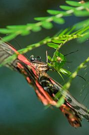 Pink Rose by Andrea Ooms