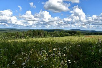 Un champ d'avoine en été sur Claude Laprise