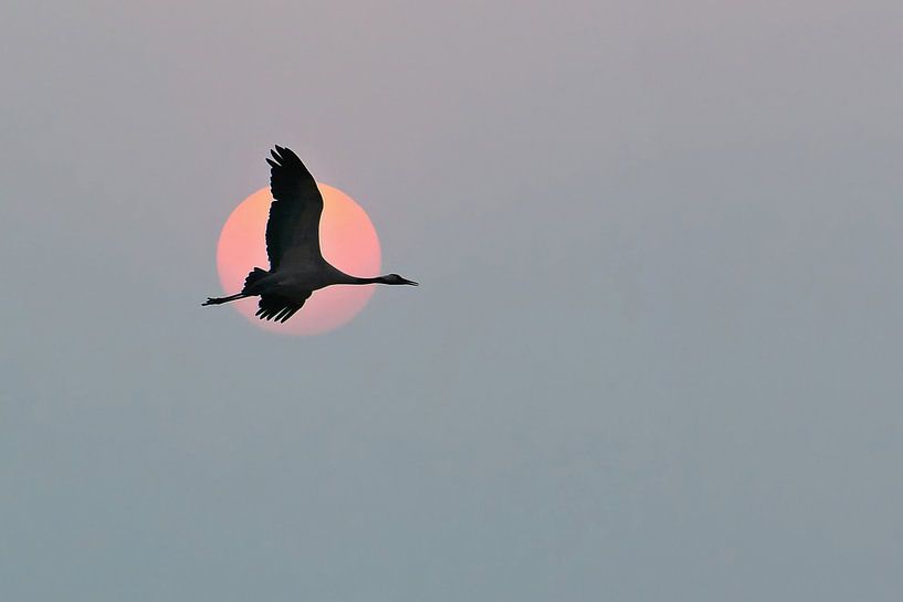 Crane flies in the sky in front of the moon by Martin Köbsch