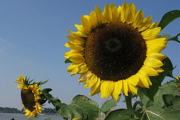 Zonnebloemen van Rafael Delaedt