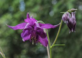 Purple Columbine Photography by Janneke Wiersma