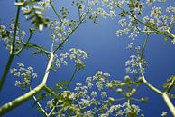Flute weed from an insect's perspective by Retrotimes thumbnail