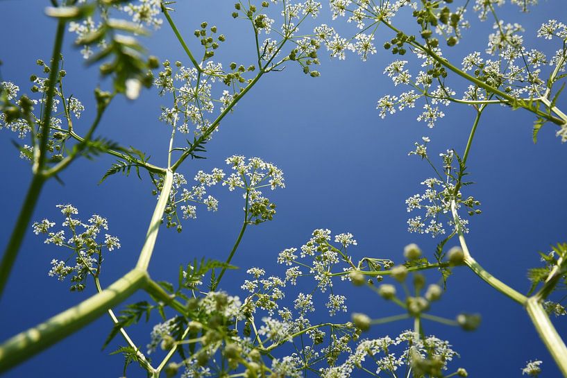 Flute weed from an insect's perspective by Retrotimes