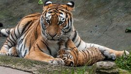 Siberische Tijger : DierenPark Amersfoort