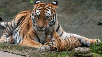 Sibirischer Tiger : Tierpark Amersfoort von Loek Lobel