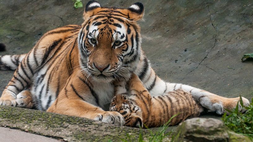 Siberian Tiger : Animal Park Amersfoort by Loek Lobel