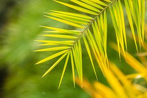 Feuille de palmier en vert sur Arja Schrijver Photographe