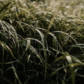 Morning dew on grass by sonja koning