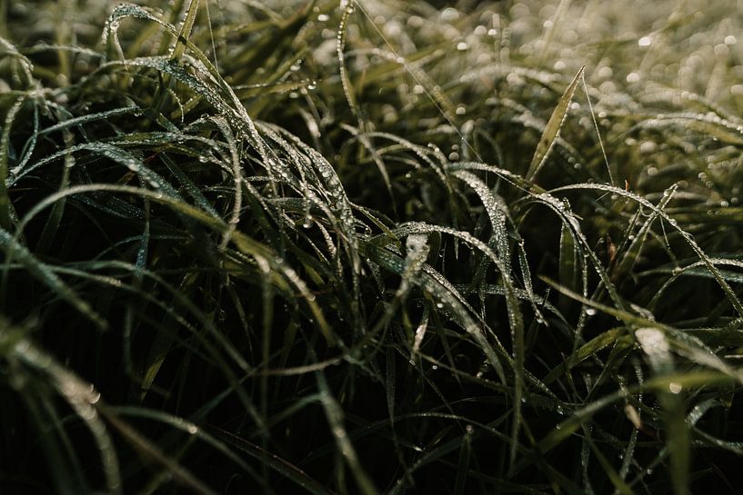 Morning dew on grass by sonja koning