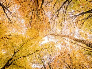 Canopée aux couleurs de l'automne