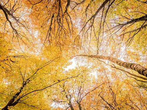 Bladerdak in herfstkleuren