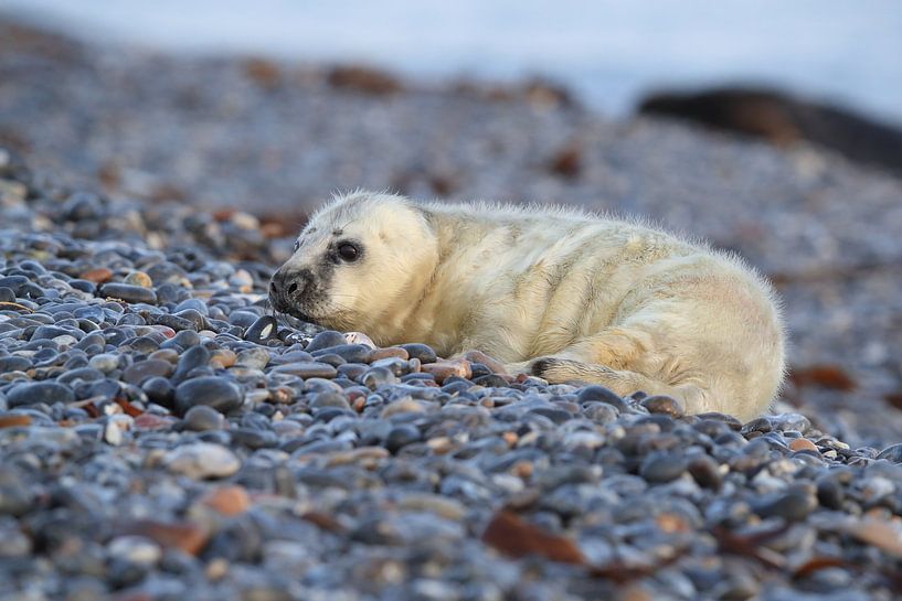 Grijze Zeehond Brul Helgoland Eiland Duitsland van Frank Fichtmüller