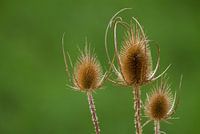 teasel
