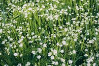 Kleine Witte Bloemen van Patrycja Polechonska thumbnail