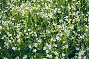 Kleine weiße Blumen von Patrycja Polechonska