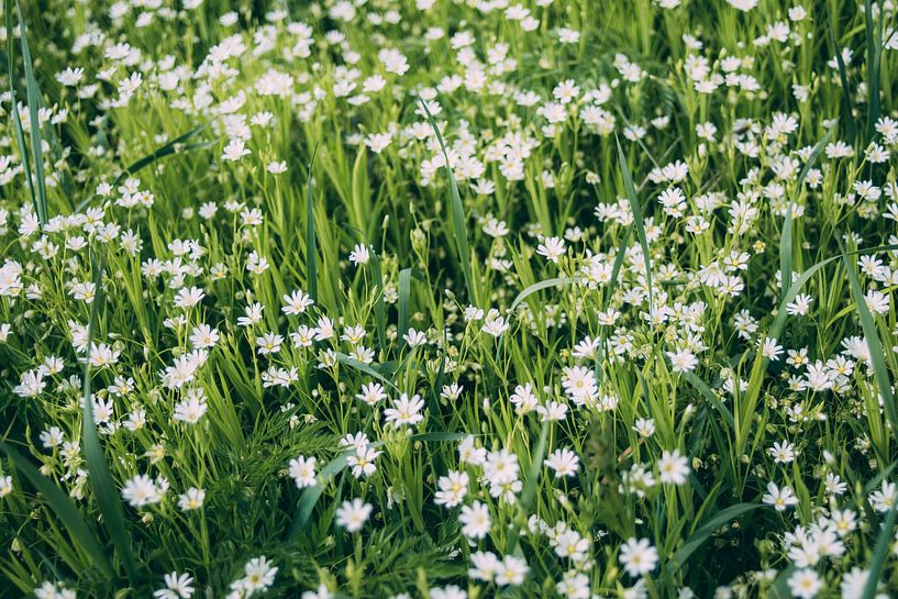 Kleine Witte Bloemen van Patrycja Polechonska
