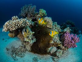 Clownfish on their anemone in the Red Sea by René Weterings