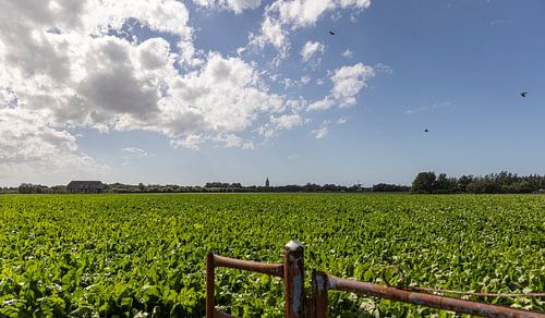 Platteland met Oostkapelle op de achtergrond
