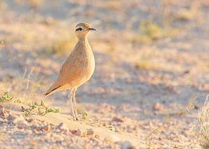 Renvogel bij avondlicht van Lennart Verheuvel