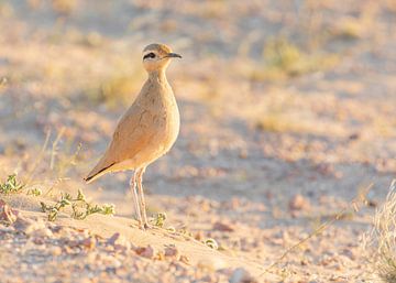Cream-colored courser in evening light by Lennart Verheuvel