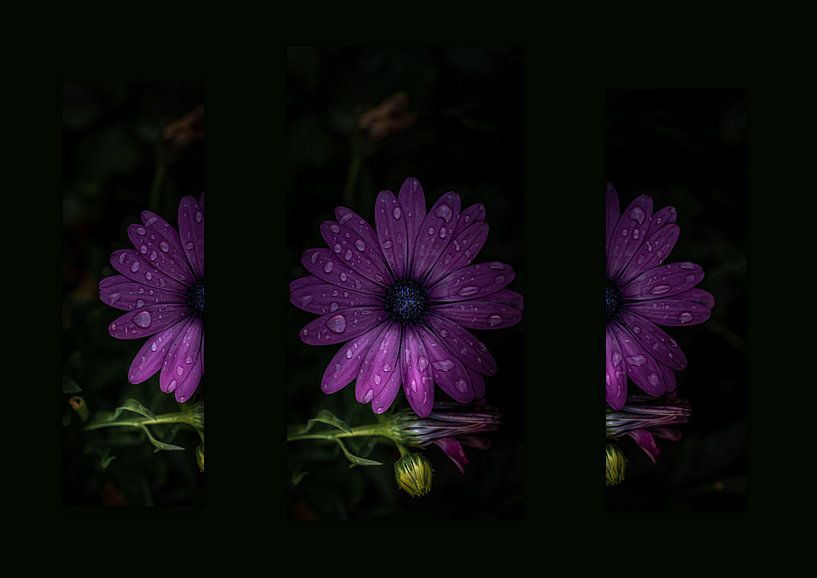 Spanisches Gänseblümchen-Triptychon von HvNunenfoto