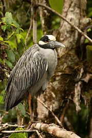 Cross-mounthed Heron by Tanja de Mooij