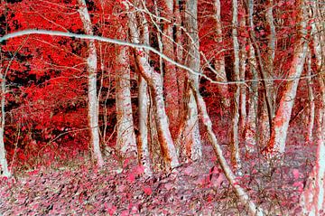 Forêt rouge sur Corinne Welp