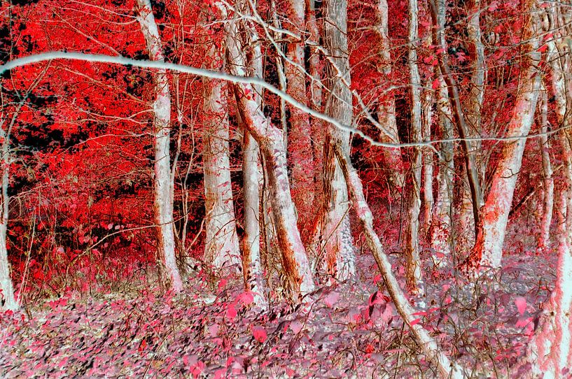 Red forest by Corinne Welp