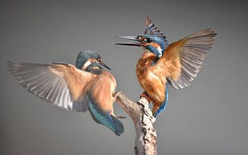 Kingfisher squabble by Kirsten Geerts