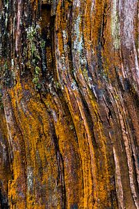 Vivre sur l'écorce des arbres