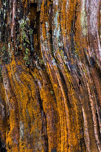 Leven op de boomschors