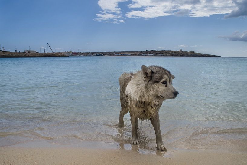 Stray dog on Lampedusa - Art on the Wall for Animal and Travel Lovers by Elianne van Turennout