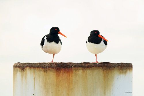 oystercatcher