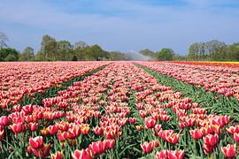 bollenveld von Hilda booy