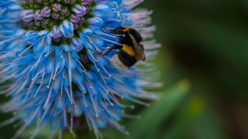 Madère - Fleur bleue de Madère avec bourdon au repos par adventure-photos