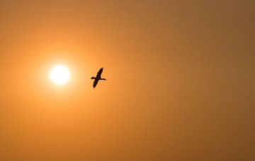 ein Kormoran bei Sonnenuntergang