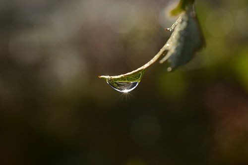 een druppel aan een takje in september in de vroege ochtend zon