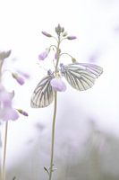 Connection in wings
