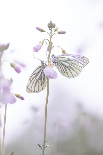 Connection in wings by Nicole Schmidt