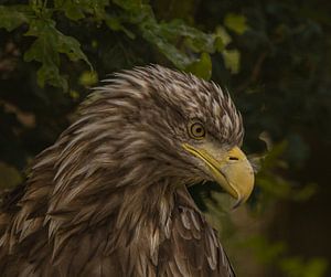 Weißkopfseeadler.