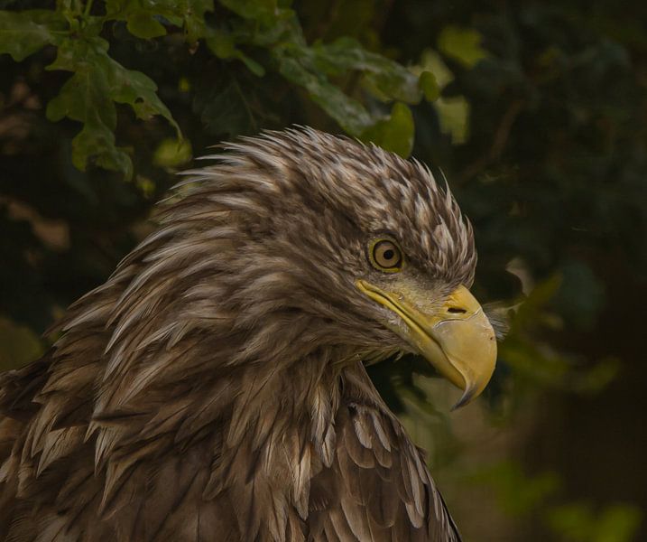 Weißkopfseeadler. von Wouter Van der Zwan